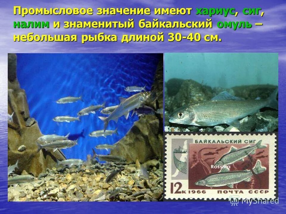 Моря имеющие промысловое значение. Промысловое значение имеют. байкальский омуль промысловое значение. животные имеющие промысловое значение на байкале. какое животное имеет промысловое значение байкала.