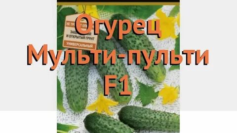 Огурцы сорт чижик
