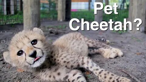 Pet cheetah