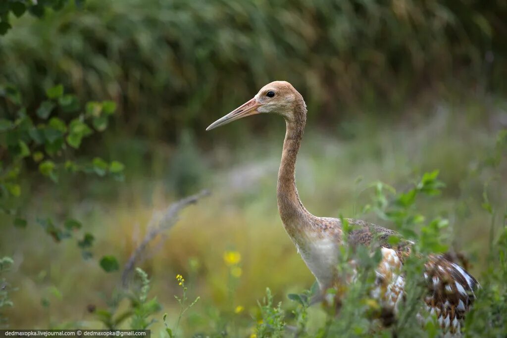 Природный заповедник табличка. Журавль норский заповедник. Тунгусский заповедник кедровники. Ново андрияшевка заказник. Заволжский заказник.