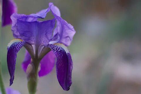 Free Download Original flower, plant, flora, macro photography, close up, e...