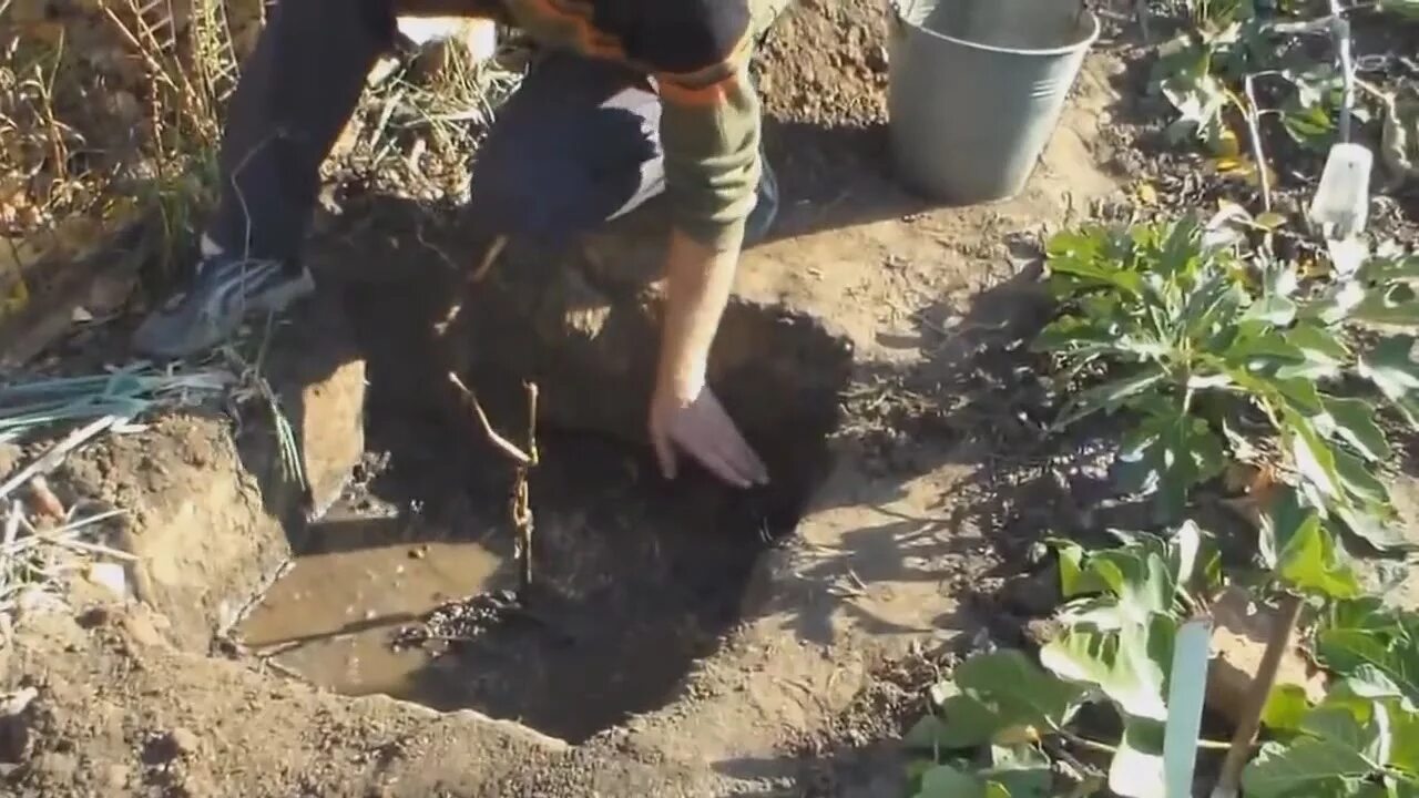 Посадка винограда весной саженцами. Яма для виноградника. Посадка двухлетнего винограда. Посадка винограда в грунт весной. Высадка винограда весной