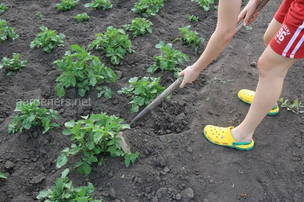 Полю полют как правильно. Прополка грядок. Прополка сорняков картофеля. Полю полют как правильно. Прополка бурьянов.