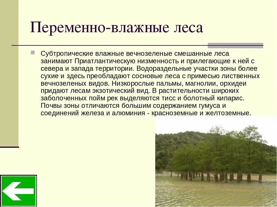 Переменно влажные леса Южной Америки климат. Зона переменно-влажных муссонных субтропических лесов почва. Переменно влажные субтропические леса. Субтропические влажные вечнозеленые смешанные леса. Переменно влажные леса температура