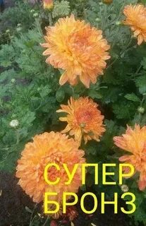 Хризантема бронза фото и описание