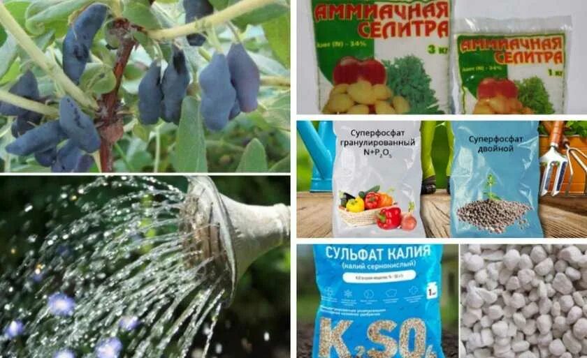 Обработка жимолость