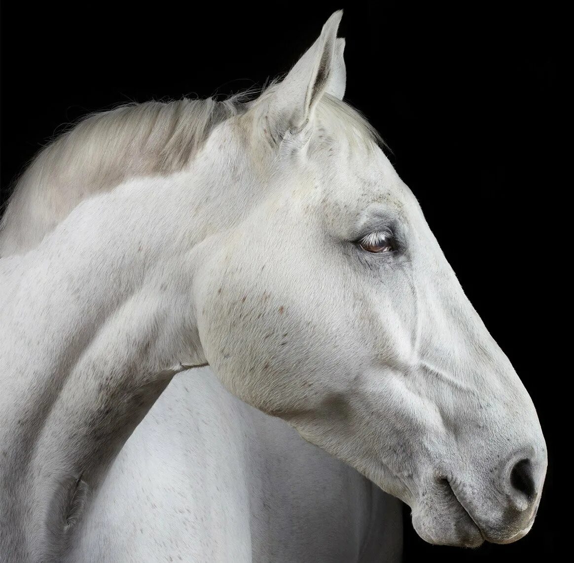 Белый затылок. Морда лошади. Голова лошади. Лошадь в профиль. Белая лошадь.