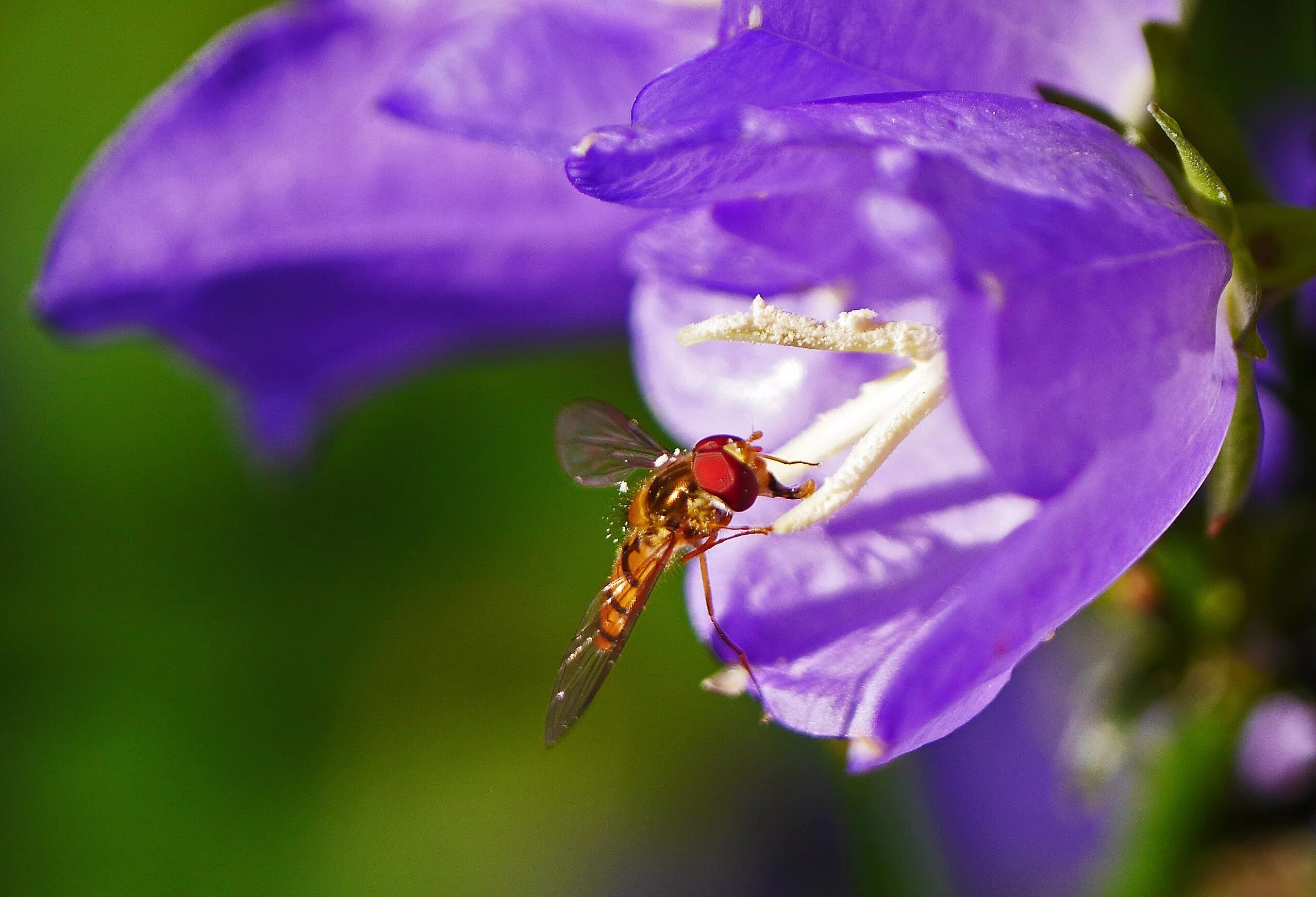 Опыление цветков насекомыми. Пчелы опыляют растения. Стрекоза опыляет растения. Цветы опыляемые насекомыми.