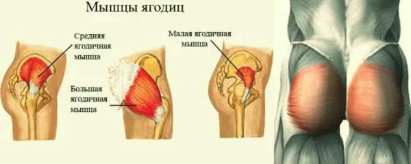 Малая ягодичная мышца бедра анатомия. Мышцы ягодиц. Жжение в области ануса. Мышцы ягодиц анатомия строение. Средняя и малая ягодичные мышцы.