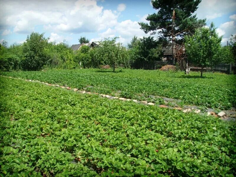 Плантация земляники. Заросшая клубника. Совхоз имени ленина сбор клубники. Клубника на 10 га а казахстан. Сбор урожая в краснодарском крае.