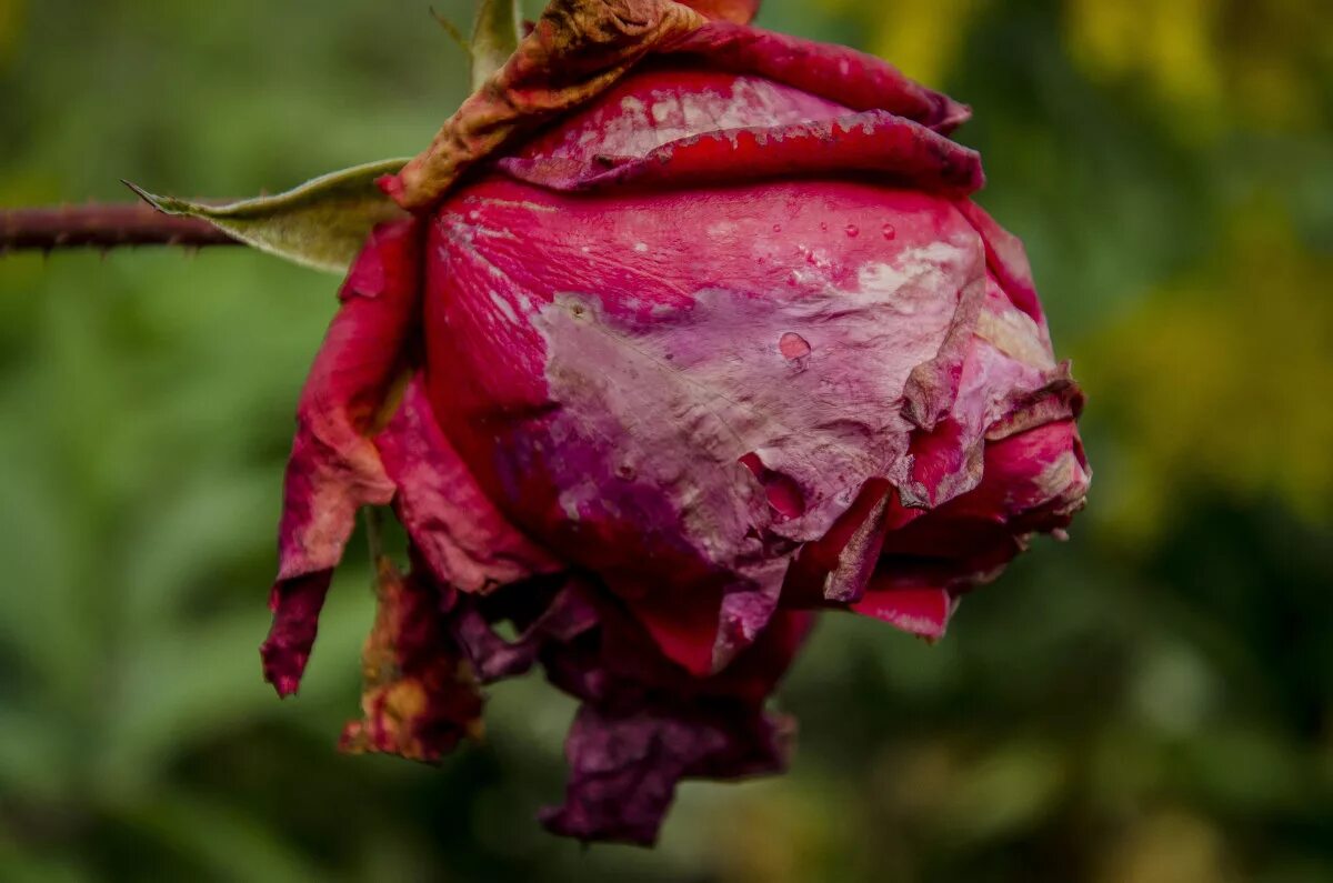 увядший цветок. увядший цветок. увядший цветок шариф камал. засохшая роза. засохшие цветы.