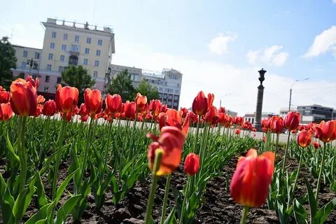Цветы 22 барнаул