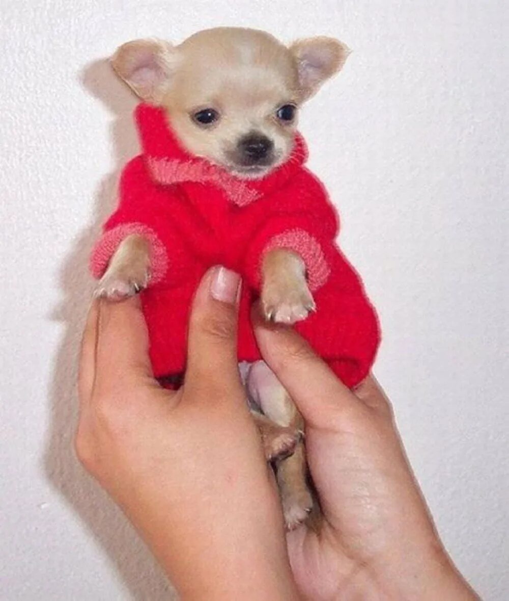 Микро тойчики карманные. Собаки карманные. Самая маленькая собачка карманная. Чихуахуа карманная карликовая. Щенок карманной собачки.