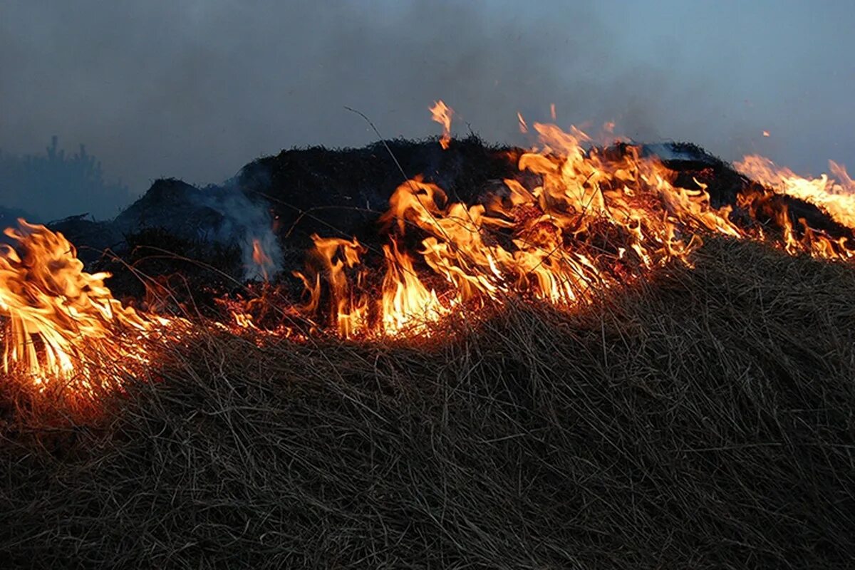 Пал огня. Лесные пожары. Огонь. Горящая трава. Огонь трава.