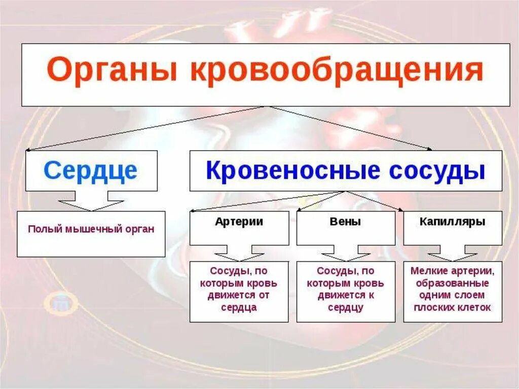 Кровообращение проверочное. Органы относящиеся к системе кровообращения. Система органов кровообращения человека. Система органов кровообращения кратко. Система органов кровообращения человека таблица.