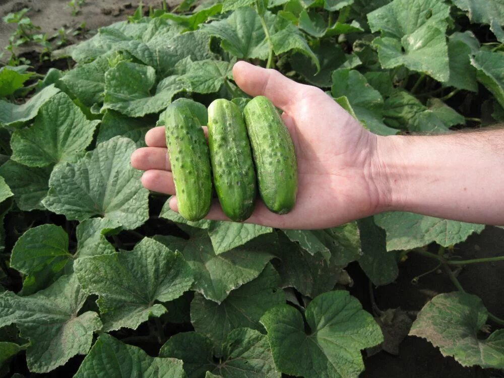 Сорт огурцов парижский корнишон. Сорт огурцов маринда f1. Огурец гектор f1 рассада. Сорт огурца маринда. Сорт огурцов форум.