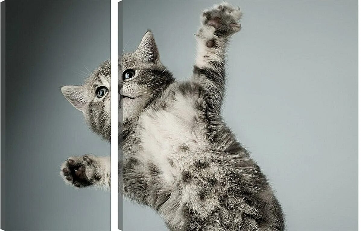 Коты фото на рабочий HD Wallpaper Cute cat wallpaper, Cute cats photos, Cute cats and kittens