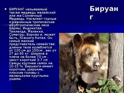 Медведь текст король