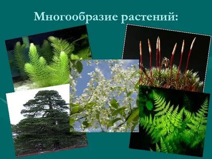 Растения и их годы жизни