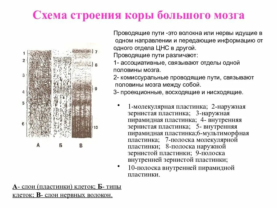 Какое строение коры. Микроскопическое строение коры полушарий головного мозга. строение коры большого мозга анатомия. расположение пластинок миелиновых волокон в коре большого мозга.