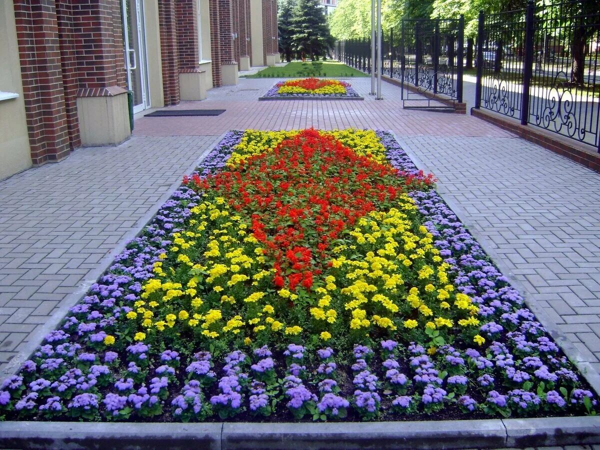 Цветочная клумба имеющая форму прямоугольника. Агератум в рабатке. клумба рабатка. рабатка симметричная. рабатка из однолетников.