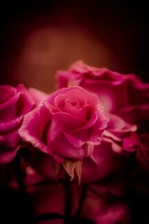 Pink rose red