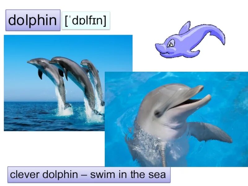 Звук в слове дельфины. Clever Dolphin. Ответы на игру море слов Дельфин. A Dolphin can Swim. I can Swim как Дельфин картинка.