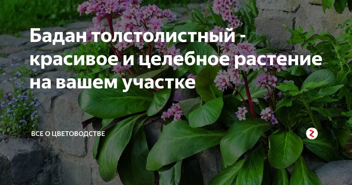 Бадан листья польза и применение. Травы алтая бадан. бадан растение лечебные. бадан лекарственное растение. полезные свойства бадана.