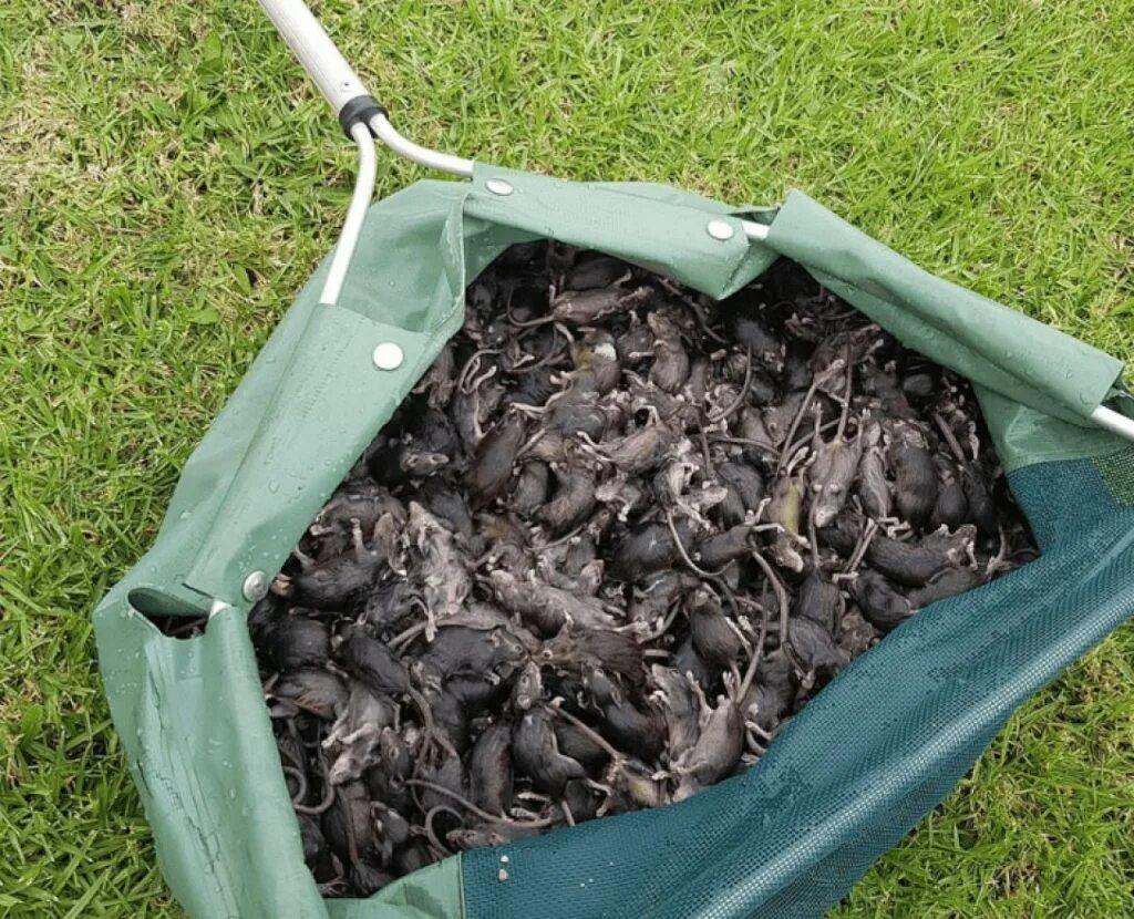 Мышиное нашествие в австралии. Грызуны распространители чумы. Мышиная чума. Гнездо мыши полевки. Нашествие мышей в австралии.