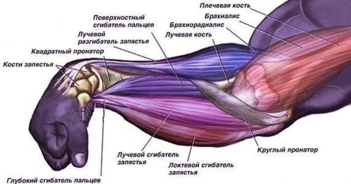 Большие жилы на руках. Мышцы разгибатели предплечья. Анатомия руки человека мышцы и связки. Сухожилия сгибателей предплечья. Мышцы предплечья анатомия человека.