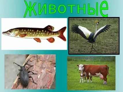 Окр мир 1 класс кто такие звери