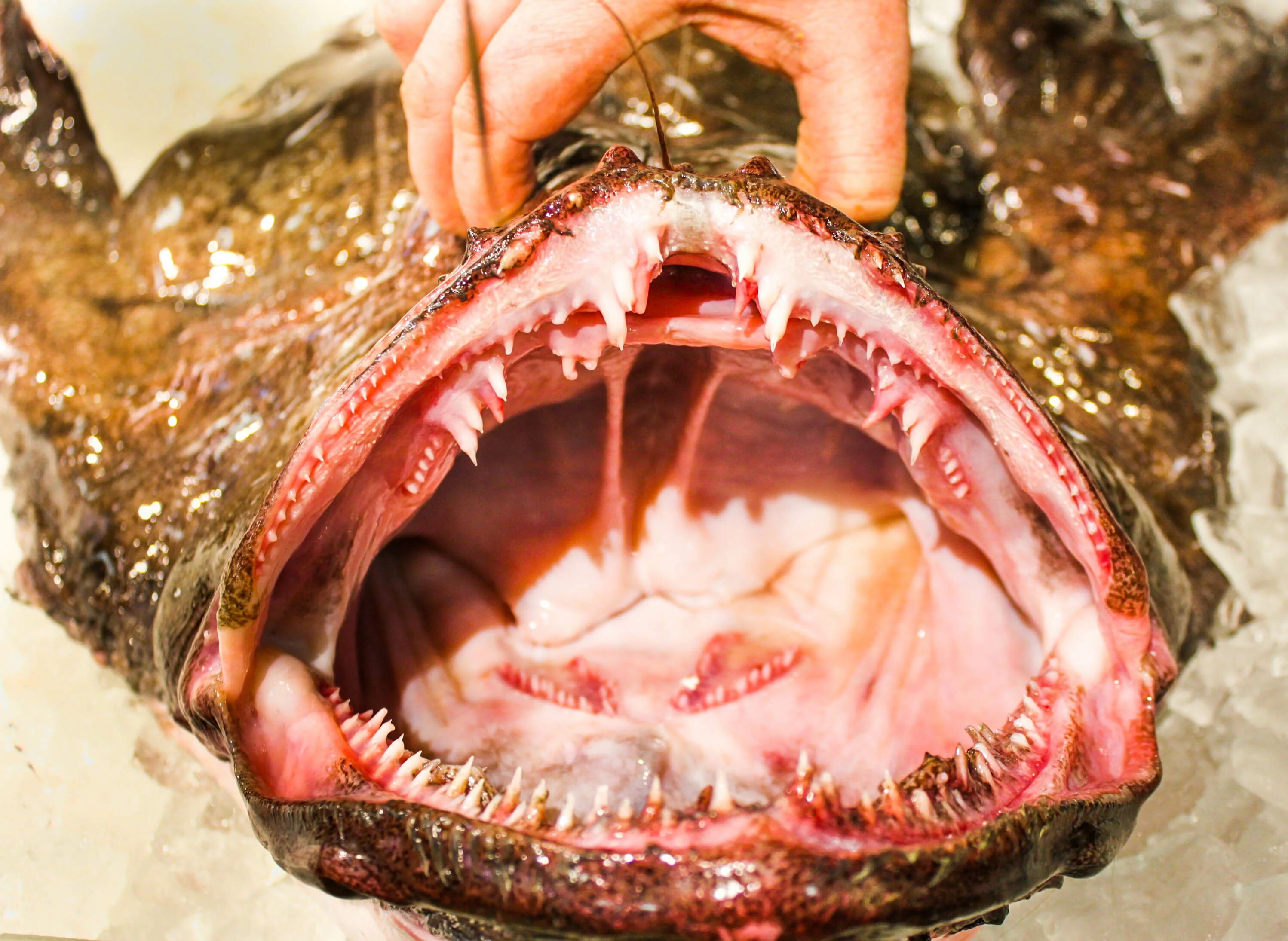 Monkfish