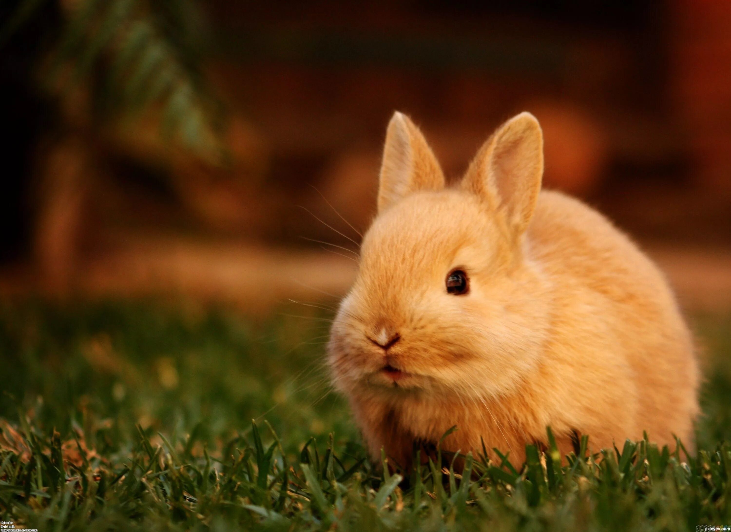 Милые зайчики. Bunnies very. Милые зайчики. Bunnies very. Пушистый зайчик.