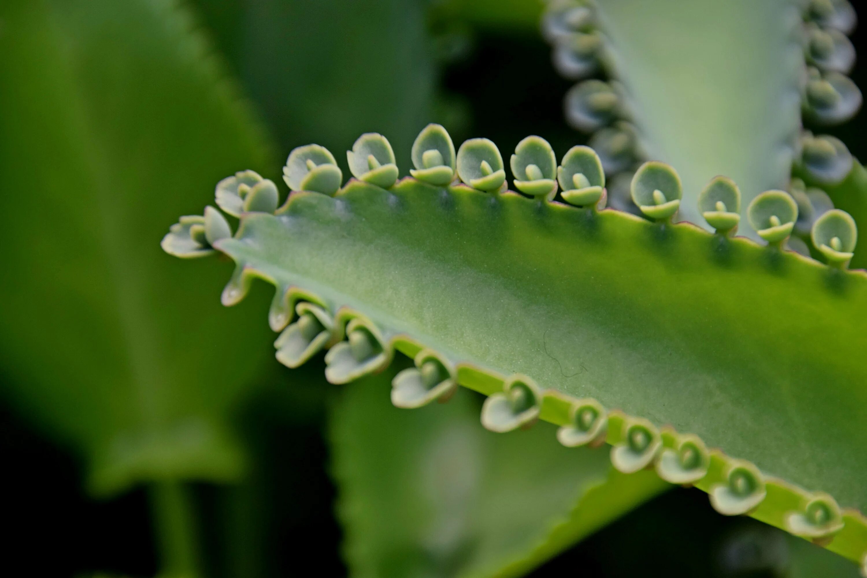 Бриофиллум Дегремона. Бриофиллум Дегремона (Bryophyllum daigremontianum). Каланхоэ бриофиллум. Каланхоэ Дегремона детки. Как разводить каланхоэ