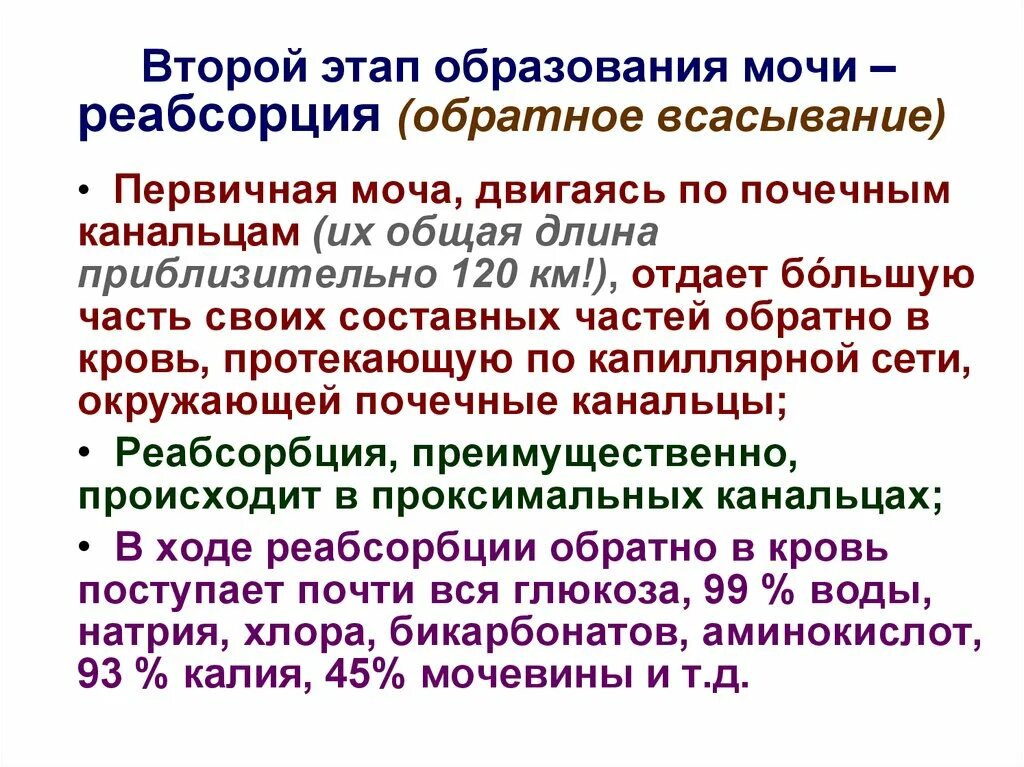 Образование мочи 2 этапа. Этапы образования мочи. Фазы образования мочи. Стадии образования мочи.