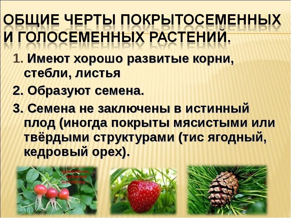 Функции покрытосеменных. Общие черты голосеменных и покрытосеменных. Характеристика голосеменных и покрытосеменных. Семенные растения Голосеменные и Покрытосеменные. Презентация на тему Голосеменные и Покрытосеменные.