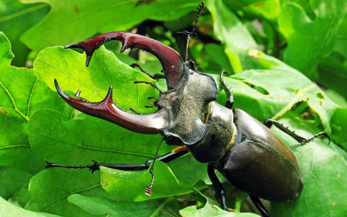 Насекомое живет в теле. Жук-олень (Lucanus Cervus). Жук олень Рогач. Жук Рогач Крымский. Жук Рогач и Жук олень.