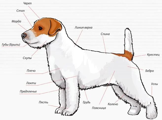 Куда можно определить собаку. Куда можно определить собаку. Породы собак инфографика. Измерить рост собаки в холке. Куда можно определить собаку.