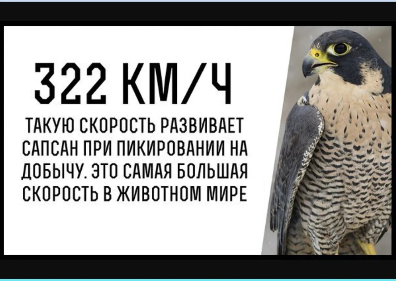 Сапсан птица скорость. Скорость Сапсана птицы км/ч. Скорость Сапсана при пикировании. Сокол Сапсан интересные факты.