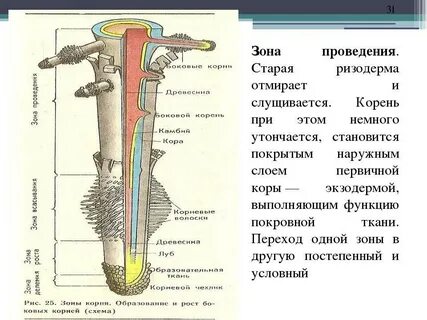 На верхушке корня какая ткань