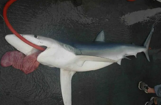 Как выглядят акулы внутри Photographer Adam Hanlon shows what its like to be INSIDE the mouth of a shark D