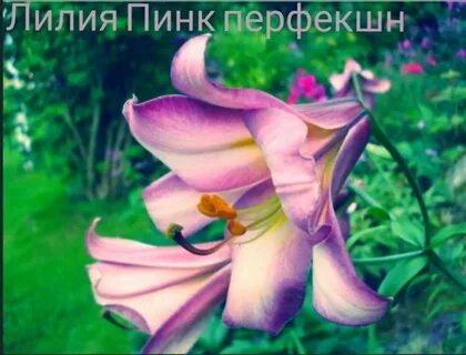 Пинк перфекшн