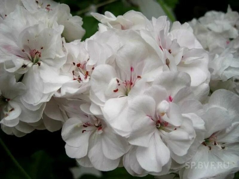 Перл уайт. Перл уайт пеларгония. пеларгония pac white pearl. пеларгония плющелистная pac white pearl. пеларгония вайт сибил.