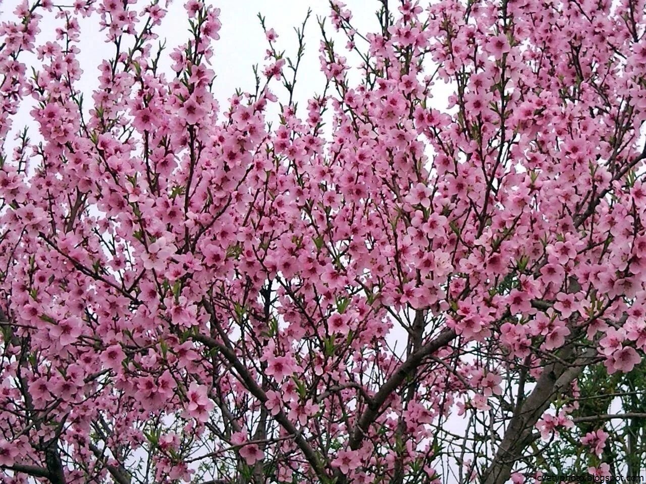 Розовое цветущее дерево название. Миндаль махровый Луизиания. Миндаль трехлопастной цветение. Сакура кустарник. Миндаль трехлопастной Танюша.
