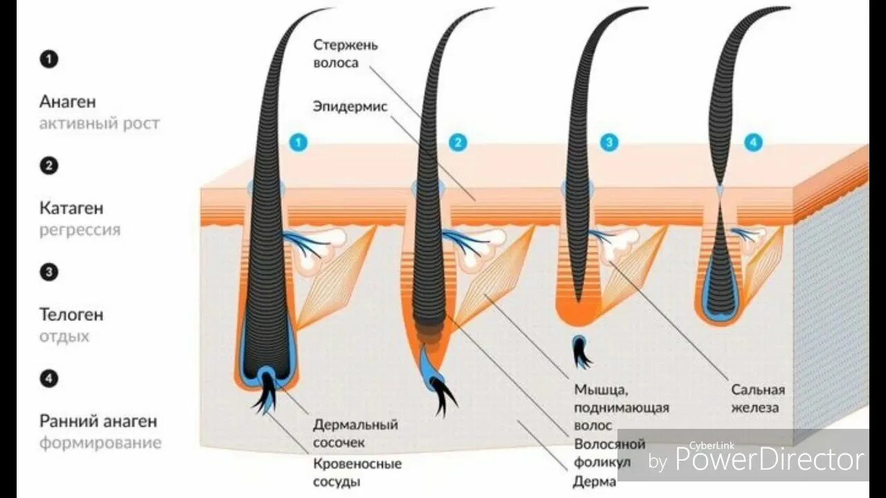 Плотный устраивать. Строение волосяного фолликула схема. Строение и жизненный цикл волоса. Фазы роста волос анаген. Анаген строение ресниц.