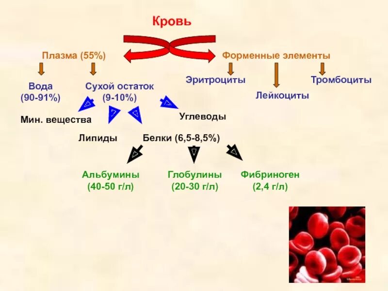 Гемоглобин коллаген