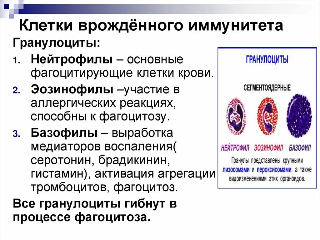 Перечислите основные клетки врожденного иммунитета. Основные клеточные элементы врожденного иммунитета. Общая характеристика основных клеток врожденного иммунитета. Основные клетки иммунной системы и гранулоциты.