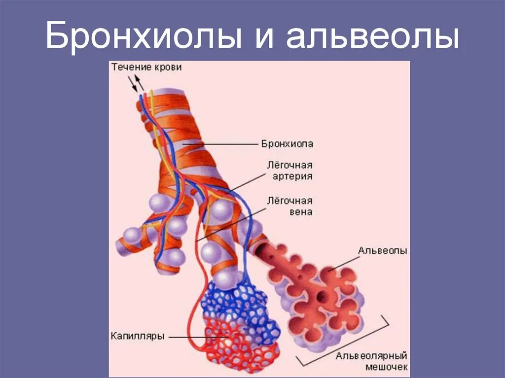Легочные пузырьки в легких. Дыхательная система бронхиолы и альвеолы. Терминальные и дыхательные бронхиолы. Трахея бронхи бронхиолы. Дыхательная система альвеола газообмен.
