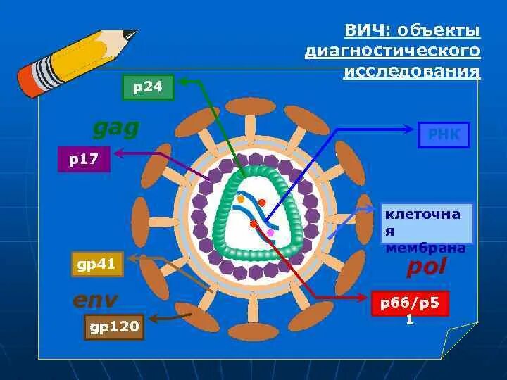 Вирус иммунодефицита человека содержится. Геном вич. env вич. гены вируса вич.