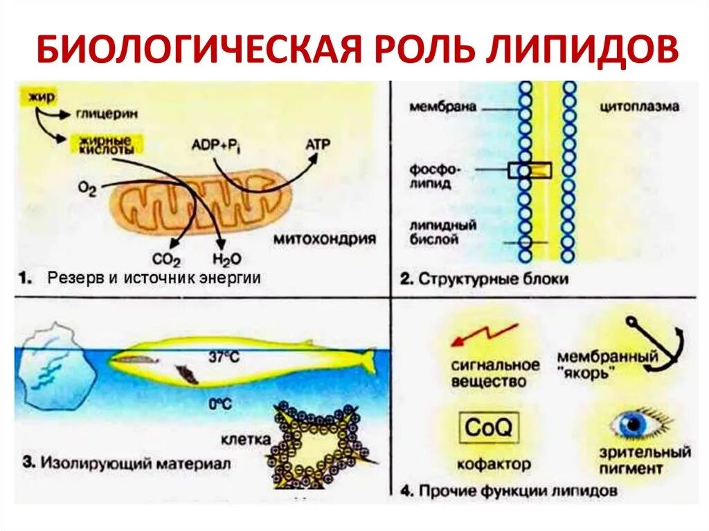 Биологические функции липидов в организме. Функции липидов жиры фосфолипиды. Жиры липиды строение. Биологическая ролт липидов. Биологические функции липидов.